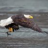 Eagle On The River Holding Fish paint by number