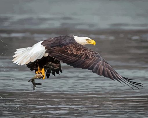 Eagle On The River Holding Fish paint by number