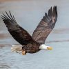 Eagle With Fish On The River Paint by number