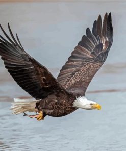 Eagle With Fish On The River Paint by number