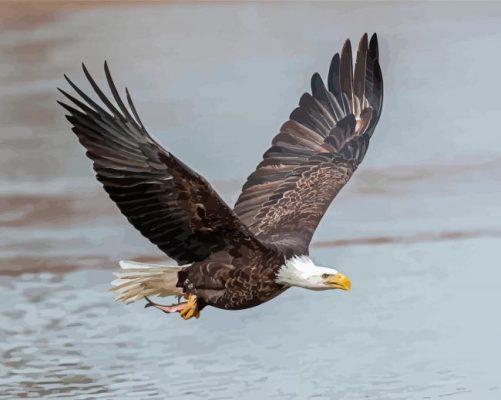 Eagle With Fish On The River Paint by number