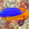 Fiji Blue Devil Damselfish Underwater paint by number