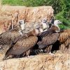 Himalayan Vultures paint by number