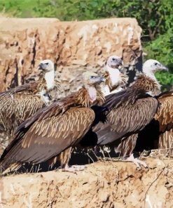 Himalayan Vultures paint by number