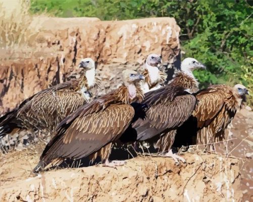 Himalayan Vultures paint by number