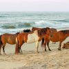 Horses In Assateague Island paint by number