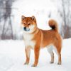 Japanese Dog In Snow Paint by number