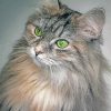 Long Hair Grey Cat Paint by number