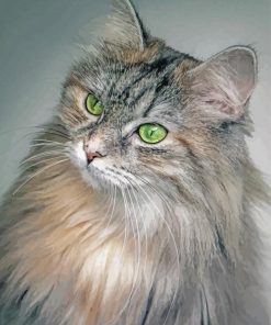 Long Hair Grey Cat Paint by number