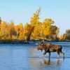 Moose Walking In River paint by number