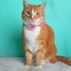 Orange And White Tabby Cat paint by number