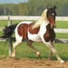 Pinto Horse In Farm Paint by number