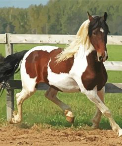 Pinto Horse In Farm Paint by number