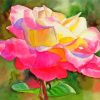 Princess Diana Roses paint by number