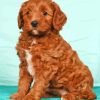 Red Golden Doodle Puppy Paint by number