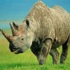 Rhinos Animal Paint by number