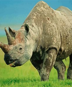 Rhinos Animal Paint by number