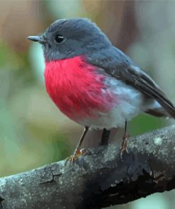 Rose Robin Bird paint by number