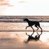 Silhouette Dog In The Beach Paint by number