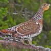 Small Western Capercaillie paint by number