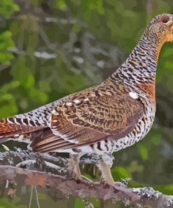 Small Western Capercaillie paint by number