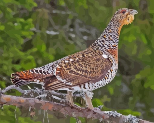 Small Western Capercaillie paint by number