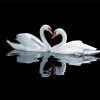 Swan Couple Water Reflection paint by number