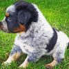 Texas Heeler Puppy paint by number