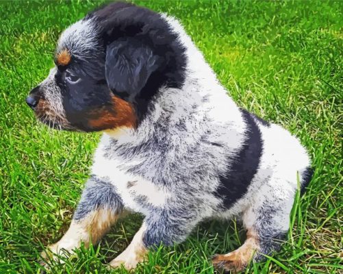 Texas Heeler Puppy paint by number