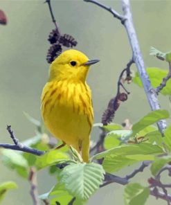 The Yellow Warbler Bird paint by number