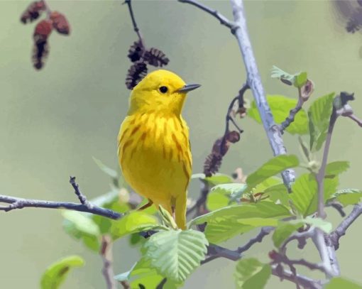 The Yellow Warbler Bird paint by number