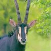 The Sable Antelope Animal paint by number