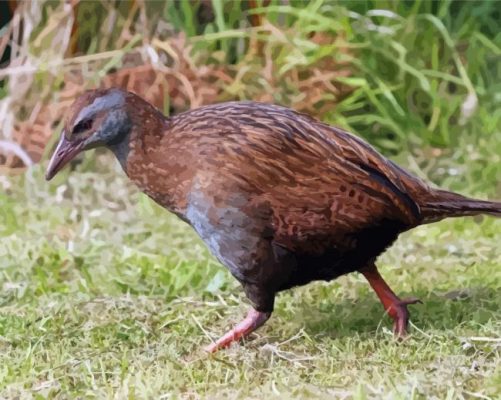 Weka Bird paint by number