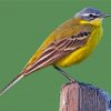 Western Yellow Wagtail paint by number