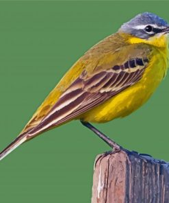 Western Yellow Wagtail paint by number