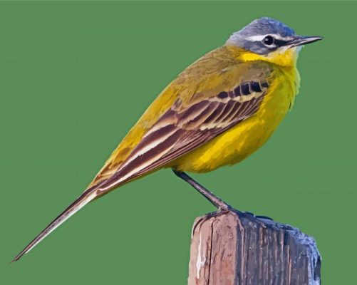 Western Yellow Wagtail paint by number