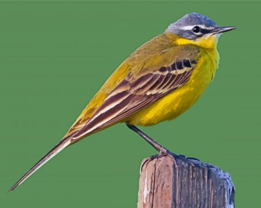 Western Yellow Wagtail paint by number