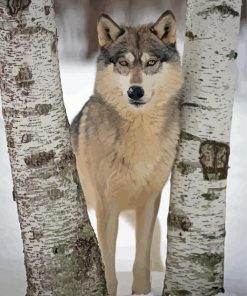 Wolf Among Birches Trees paint by number