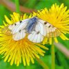 Yellow Dandelion And Butterfly Paint by number