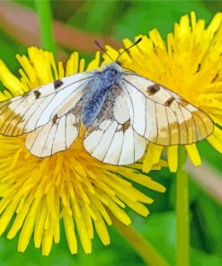 Yellow Dandelion And Butterfly Paint by number