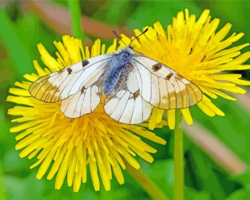 Yellow Dandelion And Butterfly Paint by number