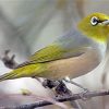 Aesthetic Silvereye Bird paint by number