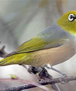 Aesthetic Silvereye Bird paint by number