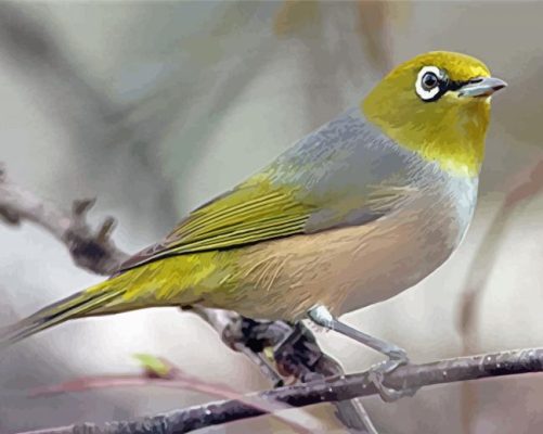 Aesthetic Silvereye Bird paint by number