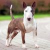 Cool English Bull Terrier paint by number