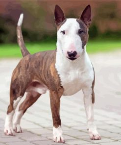 Cool English Bull Terrier paint by number