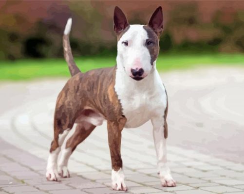 Cool English Bull Terrier paint by number