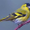 Cool Eurasian Siskin Paint by number