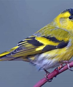 Cool Eurasian Siskin Paint by number