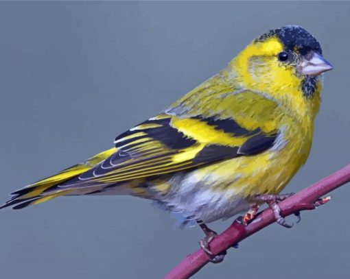 Cool Eurasian Siskin Paint by number